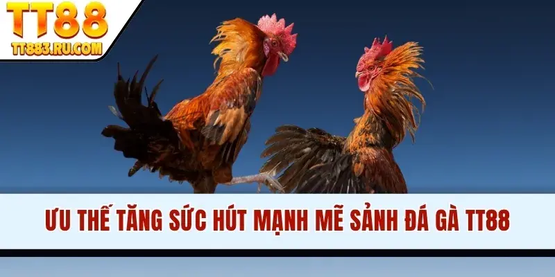 Ưu thế tăng sức hút mạnh mẽ sảnh đá gà TT88